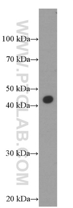 MKP-2 Antibody in Western Blot (WB)