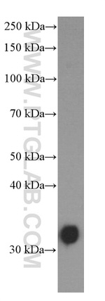 MKP-2 Antibody in Western Blot (WB)