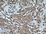CAPRIN1 Antibody in Immunohistochemistry (Paraffin) (IHC (P))