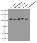 CAPRIN1 Antibody in Western Blot (WB)