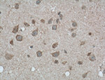CAPRIN1 Antibody in Immunohistochemistry (Paraffin) (IHC (P))