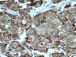 CAPRIN1 Antibody in Immunohistochemistry (Paraffin) (IHC (P))