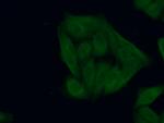 BRE Antibody in Immunocytochemistry (ICC/IF)