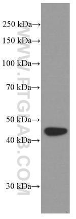BRE Antibody in Western Blot (WB)