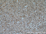 BRE Antibody in Immunohistochemistry (Paraffin) (IHC (P))