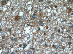 BRE Antibody in Immunohistochemistry (Paraffin) (IHC (P))