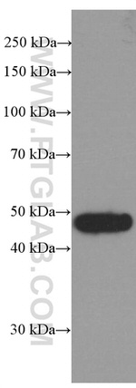 BRE Antibody in Western Blot (WB)