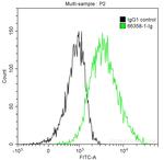 POMC Antibody in Flow Cytometry (Flow)