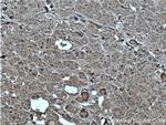 POMC Antibody in Immunohistochemistry (Paraffin) (IHC (P))