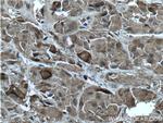 POMC Antibody in Immunohistochemistry (Paraffin) (IHC (P))