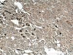 POMC Antibody in Immunohistochemistry (Paraffin) (IHC (P))