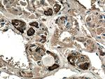 POMC Antibody in Immunohistochemistry (Paraffin) (IHC (P))