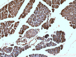 POMC Antibody in Immunohistochemistry (Paraffin) (IHC (P))