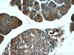 POMC Antibody in Immunohistochemistry (Paraffin) (IHC (P))