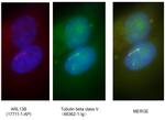 Tubulin beta class V Antibody in Immunocytochemistry (ICC/IF)
