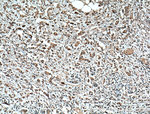 Tubulin beta class V Antibody in Immunohistochemistry (Paraffin) (IHC (P))