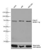ERp72 Antibody in Western Blot (WB)