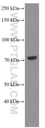 ERp72 Antibody in Western Blot (WB)