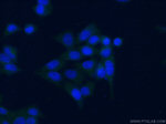 ERp72 Antibody in Immunocytochemistry (ICC/IF)