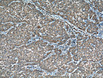 ERp72 Antibody in Immunohistochemistry (Paraffin) (IHC (P))