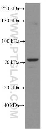 ERp72 Antibody in Western Blot (WB)