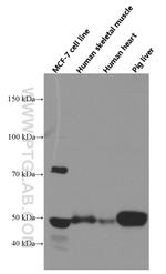 NFIL3 Antibody in Western Blot (WB)