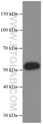 GDF10 Antibody in Western Blot (WB)
