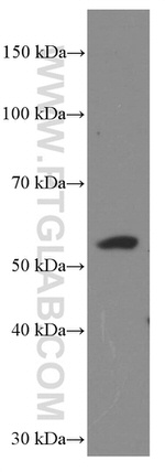 GDF10 Antibody in Western Blot (WB)