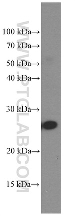 PGRMC1 Antibody in Western Blot (WB)