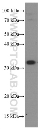 TINP1 Antibody in Western Blot (WB)