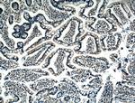 BMP2 Antibody in Immunohistochemistry (Paraffin) (IHC (P))