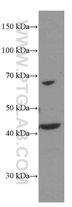 MICA Antibody in Western Blot (WB)
