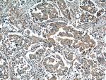 NAMPT/PBEF Antibody in Immunohistochemistry (Paraffin) (IHC (P))