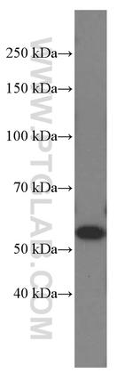 NAMPT/PBEF Antibody in Western Blot (WB)