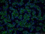 PADI2 Antibody in Immunohistochemistry (PFA fixed) (IHC (PFA))
