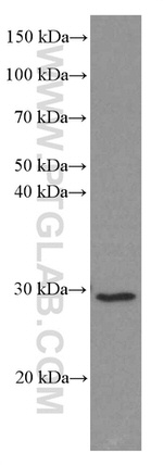 VDAC2 Antibody in Western Blot (WB)