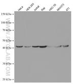 FKBPL Antibody in Western Blot (WB)