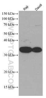 CD74 Antibody in Western Blot (WB)