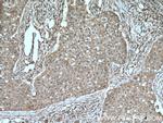 VPRBP Antibody in Immunohistochemistry (Paraffin) (IHC (P))