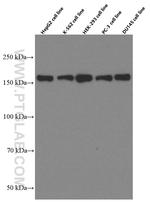 VPRBP Antibody in Western Blot (WB)