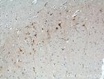 Calbindin-D28k Antibody in Immunohistochemistry (Paraffin) (IHC (P))