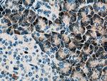 PLA2G1B Antibody in Immunohistochemistry (Paraffin) (IHC (P))