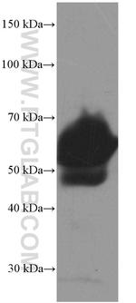 VTN Antibody in Western Blot (WB)