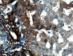 VTN Antibody in Immunohistochemistry (Paraffin) (IHC (P))