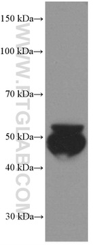 VTN Antibody in Western Blot (WB)