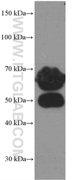 VTN Antibody in Western Blot (WB)