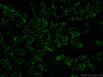 GATA3 Antibody in Immunohistochemistry (PFA fixed) (IHC (PFA))