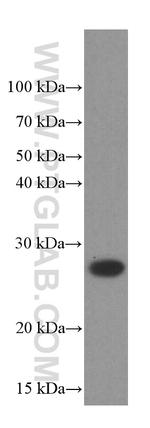 PSMB10 Antibody in Western Blot (WB)