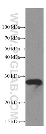 PSMB10 Antibody in Western Blot (WB)