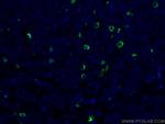 Heavy chain of IgG4 Antibody in Immunohistochemistry (PFA fixed) (IHC (PFA))